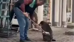 Bursa’da Esnafın Yürek Isıtan Hareketi: Sokak Köpeğini Temizledi