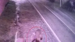 Karacabey’de Kaçan Bozayı İçin Arama Çalışmaları Devam Ediyor