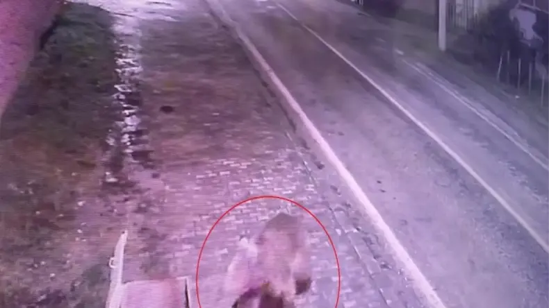 Karacabey’de Kaçan Bozayı İçin Arama Çalışmaları Devam Ediyor