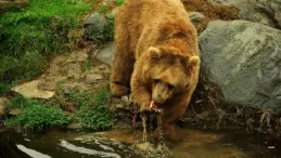 Bursa Hayvanat Bahçesi’nde Bozayılar Kış Uykusuna Yatmadı