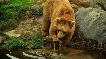 Bursa Hayvanat Bahçesi’nde Bozayılar Kış Uykusuna Yatmadı