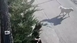 Bursa’da Sokak Köpekleri Genç Kıza Saldırdı