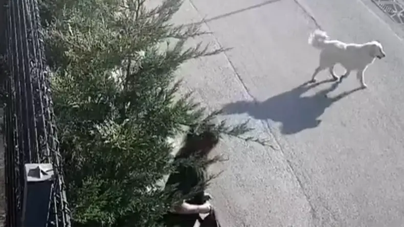 Bursa’da Sokak Köpekleri Genç Kıza Saldırdı