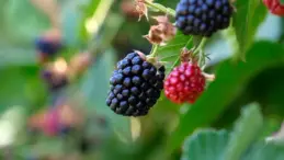 Bursa’da Fide ve Fidan Desteği Programına Başvurular 30 Kasım’da Sona Eriyor