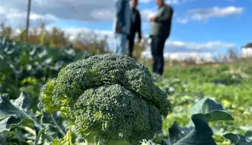 Vatandaş dertli! Tarlada 10 liraya satılan brokoli kent merkezinde 70 lira